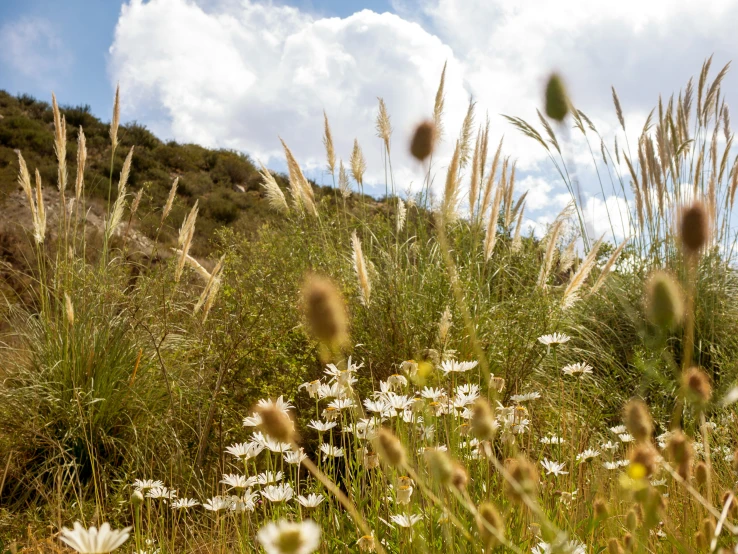 there is lots of flowers that grow in the grass