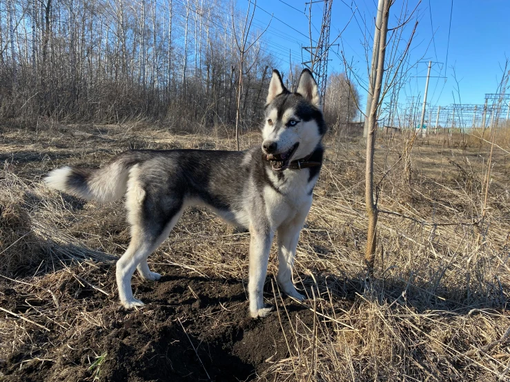 a husky stands in an abandoned field, looking at the camera