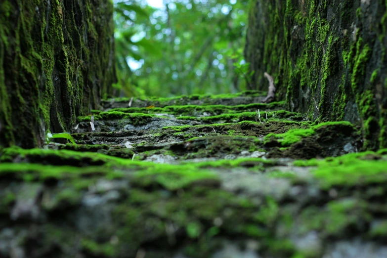 an uphill s of some moss on a log