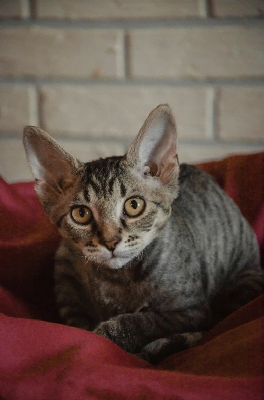 a close up of a cat laying on a blanket