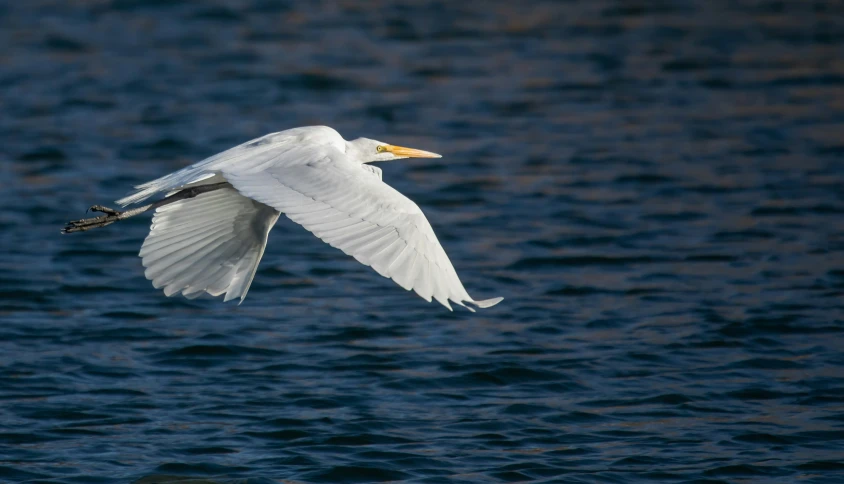 the white bird is flying over the water