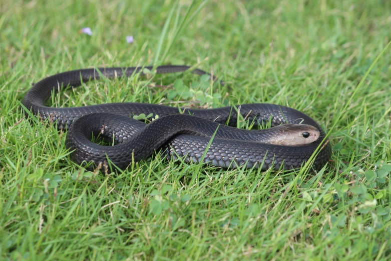 a black snake curled up on the ground