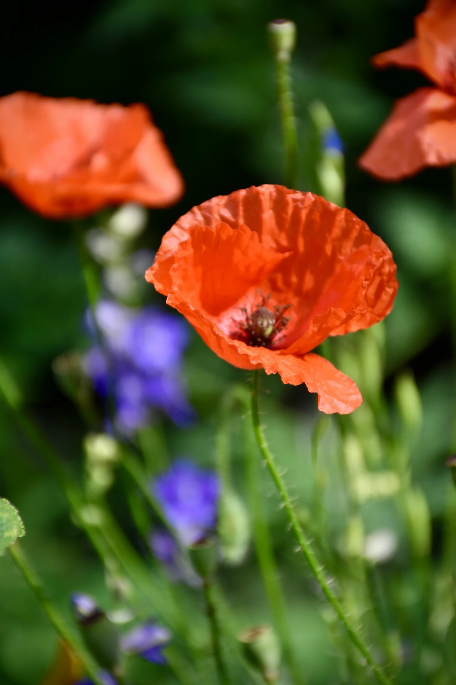 red flowers growing next to blue flowers on green stems