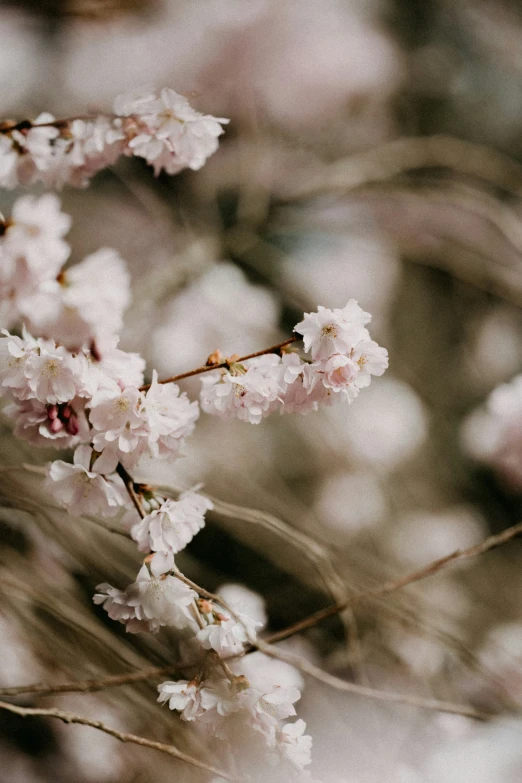 the white flowers on the tree appear to be pretty