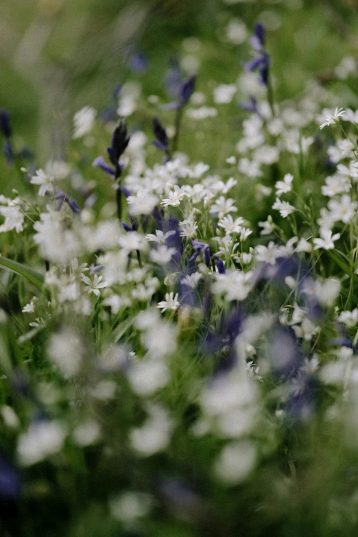 the grass and flowers are in bloom with purple flowers