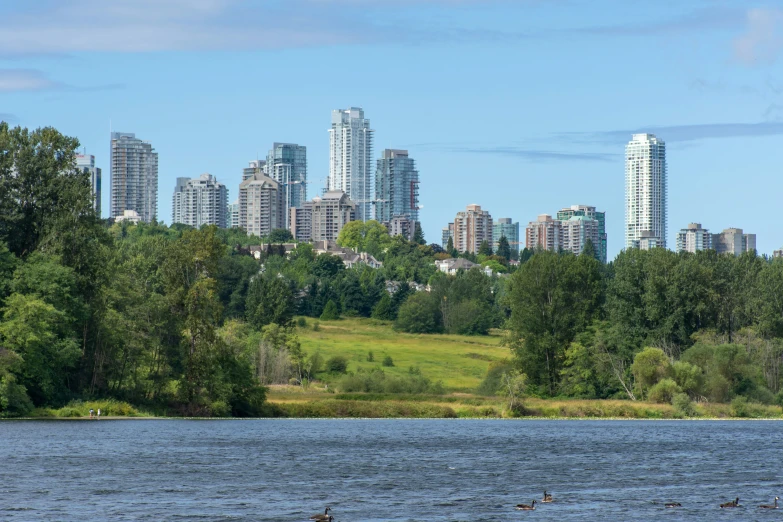 birds flying over the water with high rise buildings in the distance