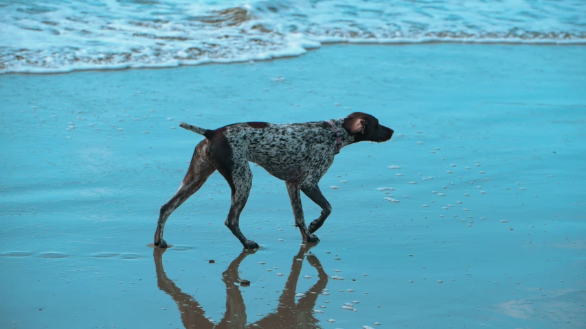 a dog standing in the water at a beach