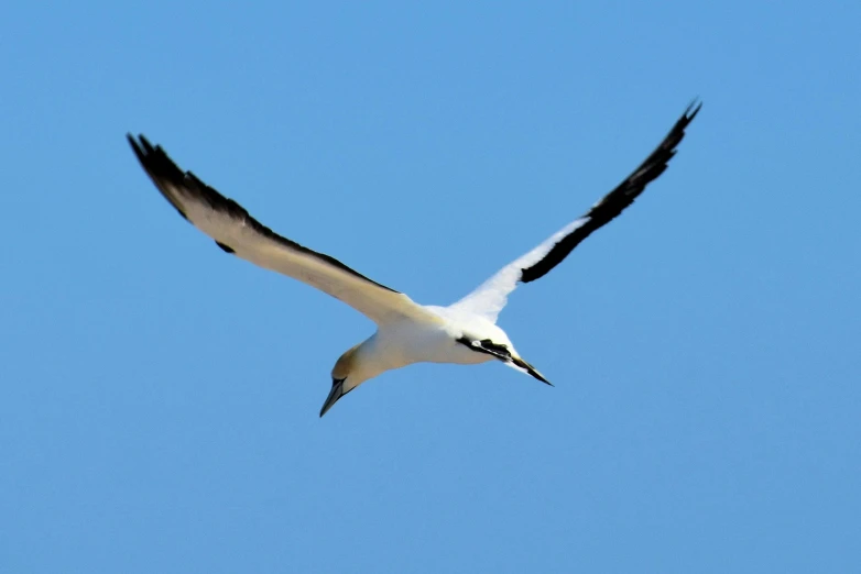 a white bird flying in the sky with black wings