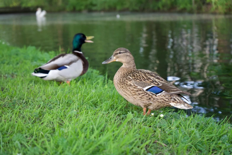 a couple of ducks walking in some grass near a pond