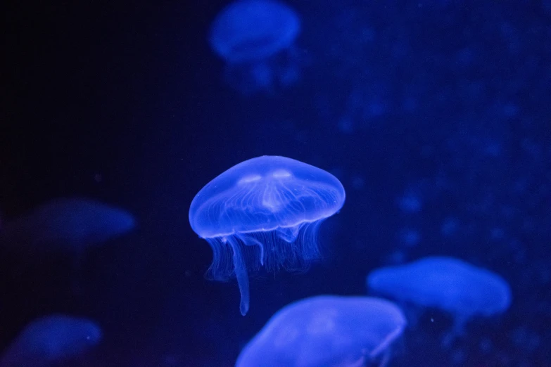jellyfish swimming in a dark blue sea