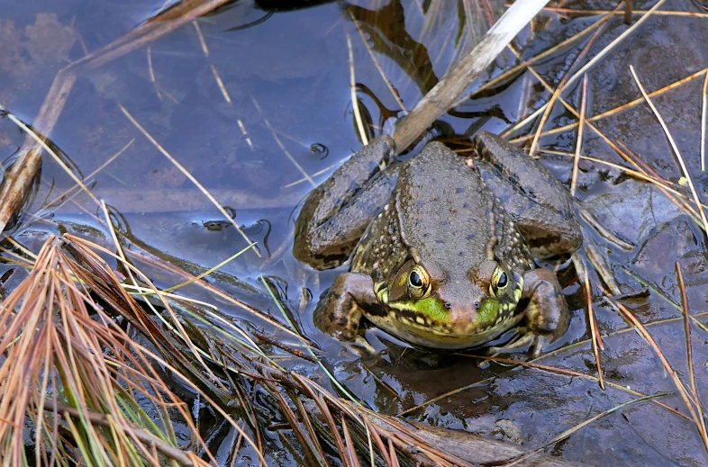 a frog sits in a swamp on its side