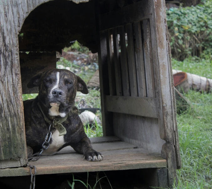 a dog that is sitting inside of a wooden doghouse