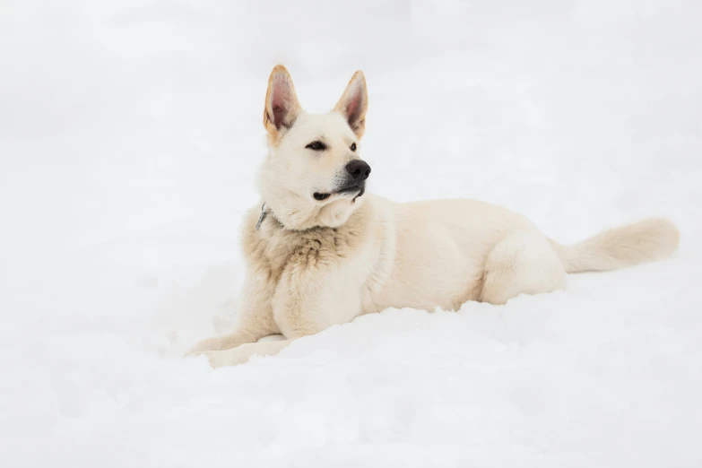 a close up of a dog laying in the snow