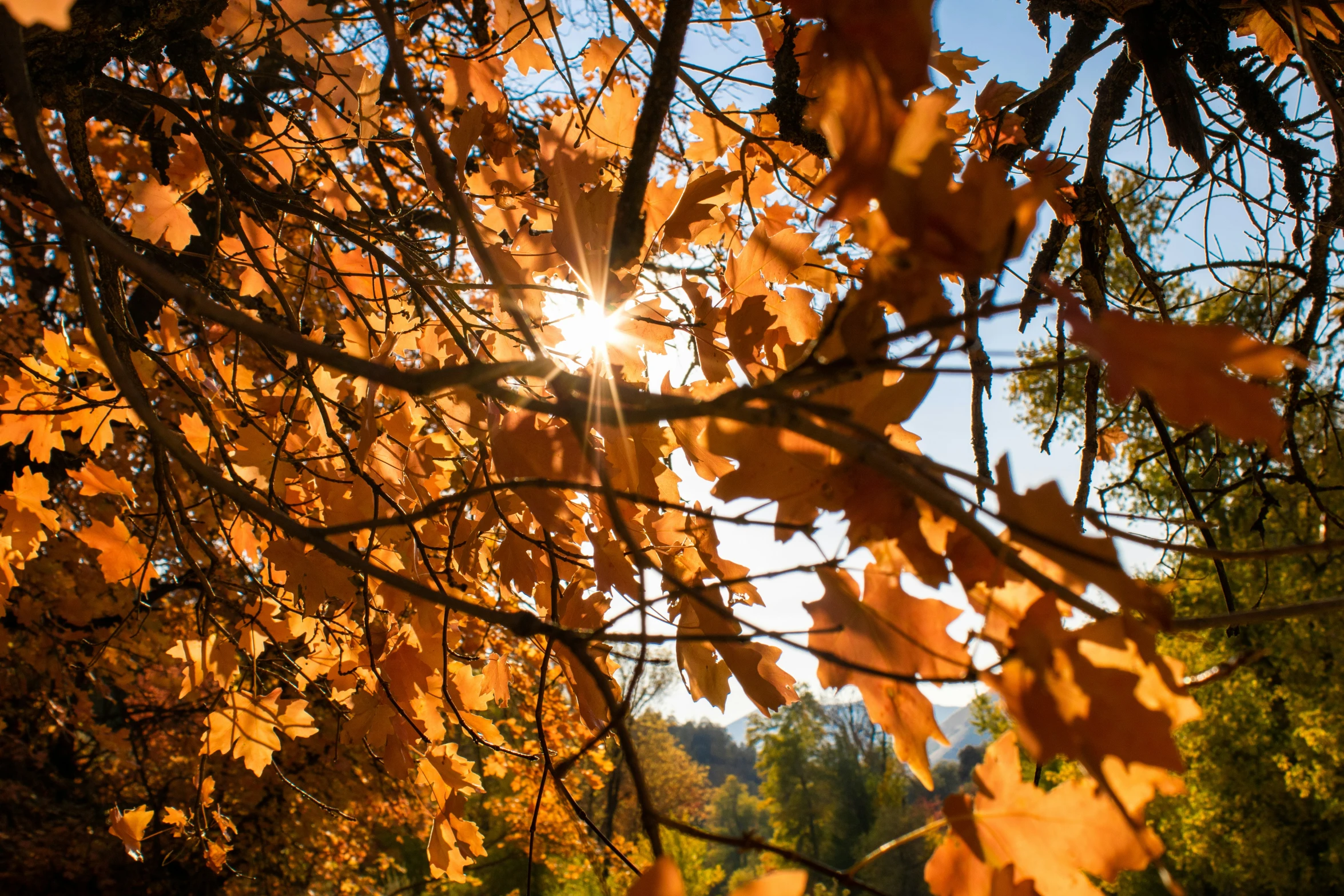 sun peaking through yellow and red leaves from a tree