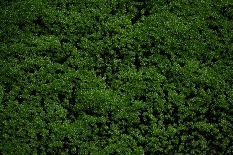 an aerial view of trees in the green grass