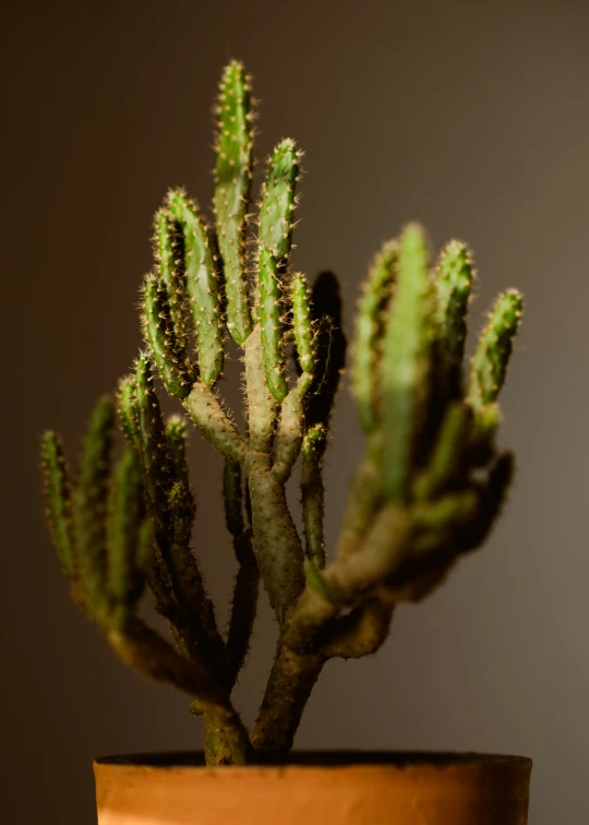 the small green cactus is inside of a vase