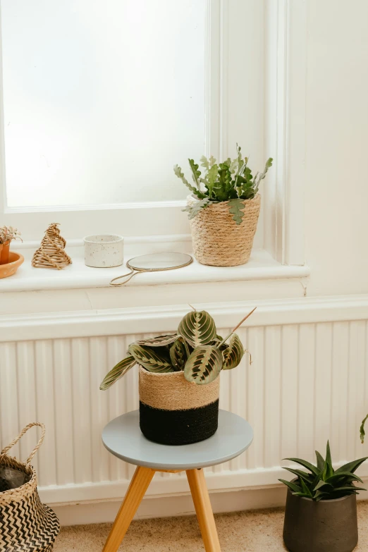 a variety of indoor plants displayed in various types of plant pots
