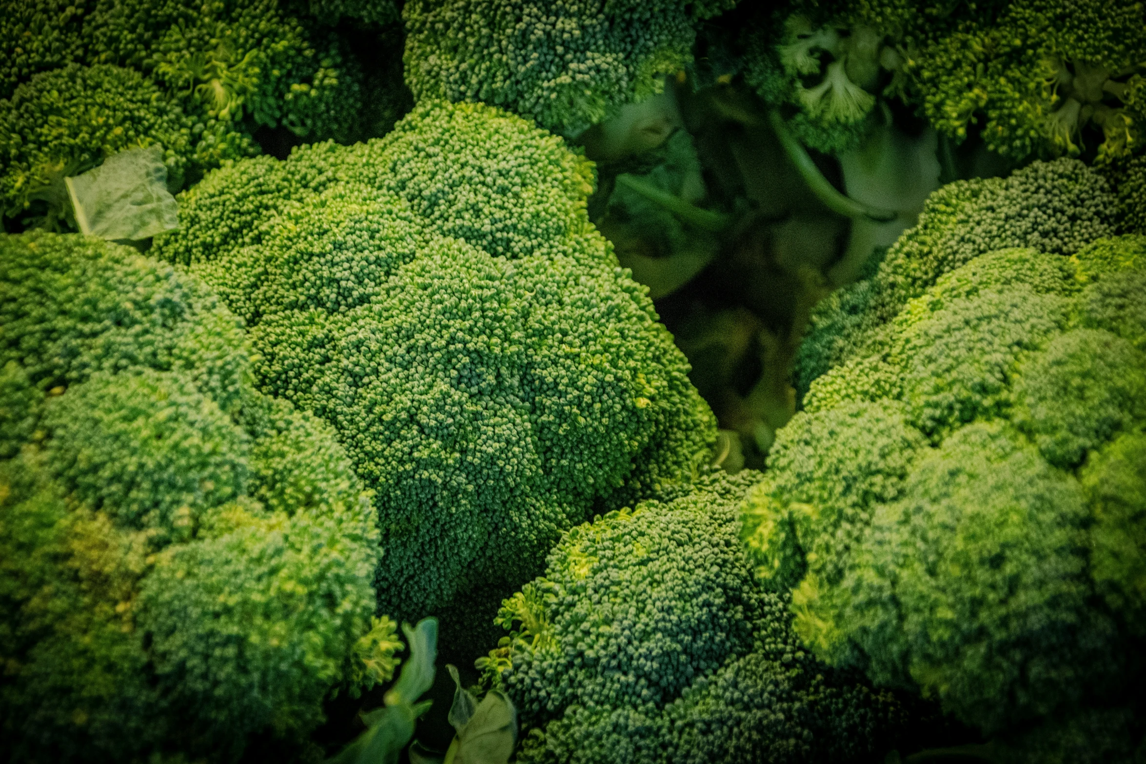 top down view of green plant life including broccoli