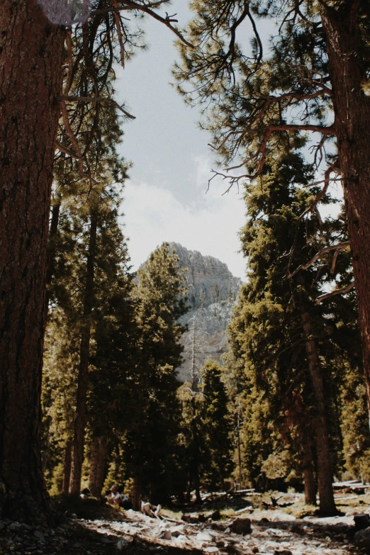 there are a lot of trees on this mountain