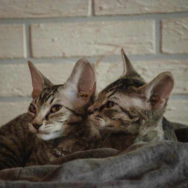 two kittens cuddling together on a blanket
