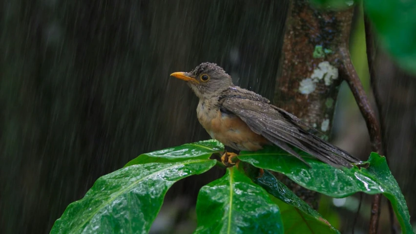 a bird sitting on top of a green leaf