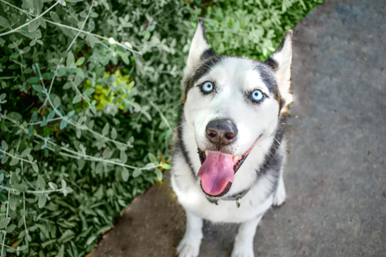 the dog has his tongue out with blue eyes