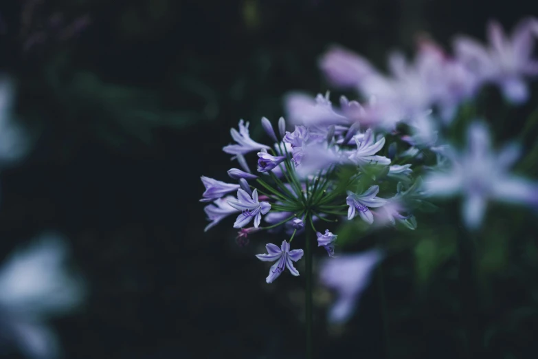 a bushel of purple flowers is shown on a black background