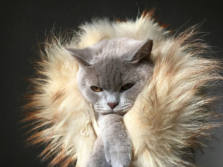 a cat is being shaved by the hair