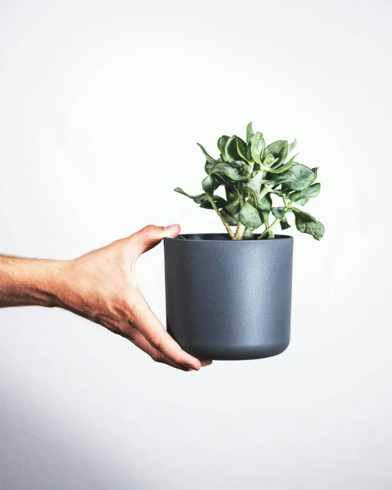 a hand holding a pot that has a green plant in it