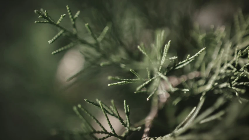 a close up of a plant with lots of leaves