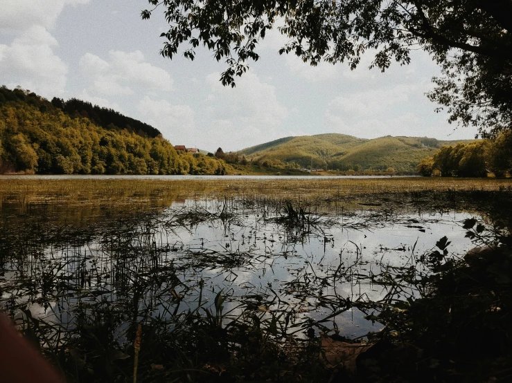 the view of the woods and lake from under the tree