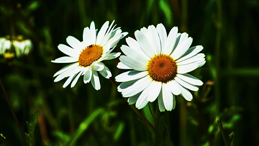 two daisies sitting next to each other near some grass