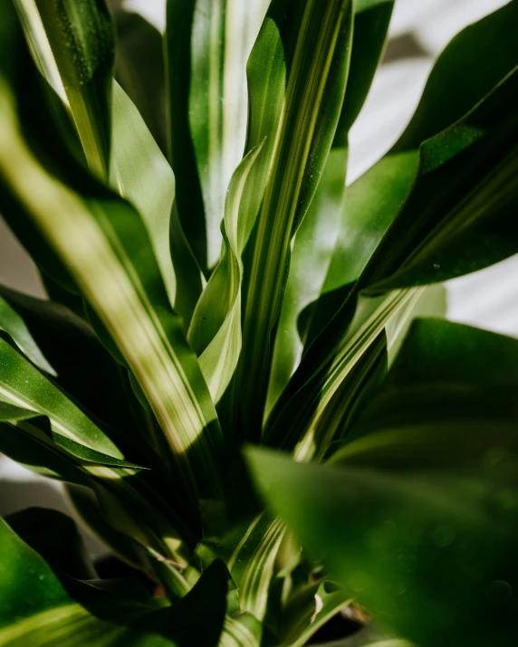 a plant with lots of green leaves in a pot