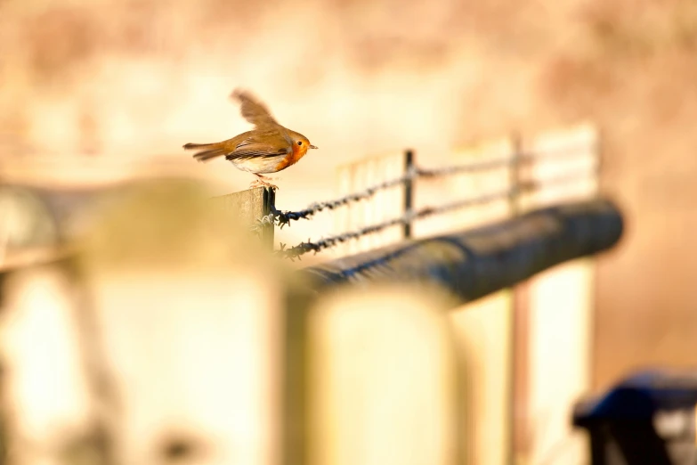 a small bird perched on a fence post