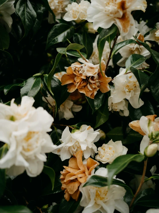 this is a large bunch of flowers in bloom