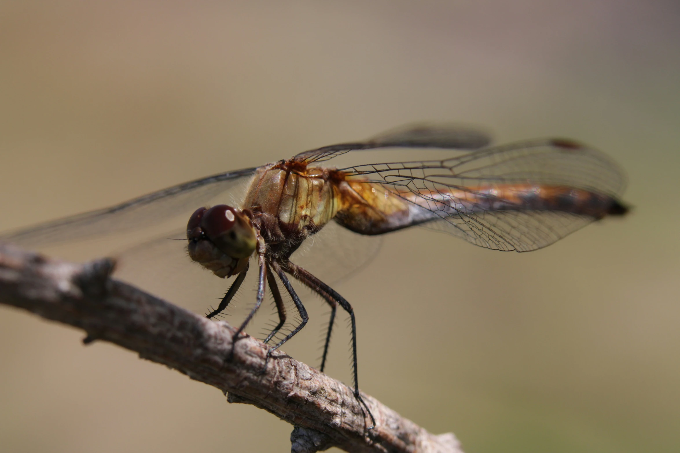 a blue and brown dragon fly on a stick