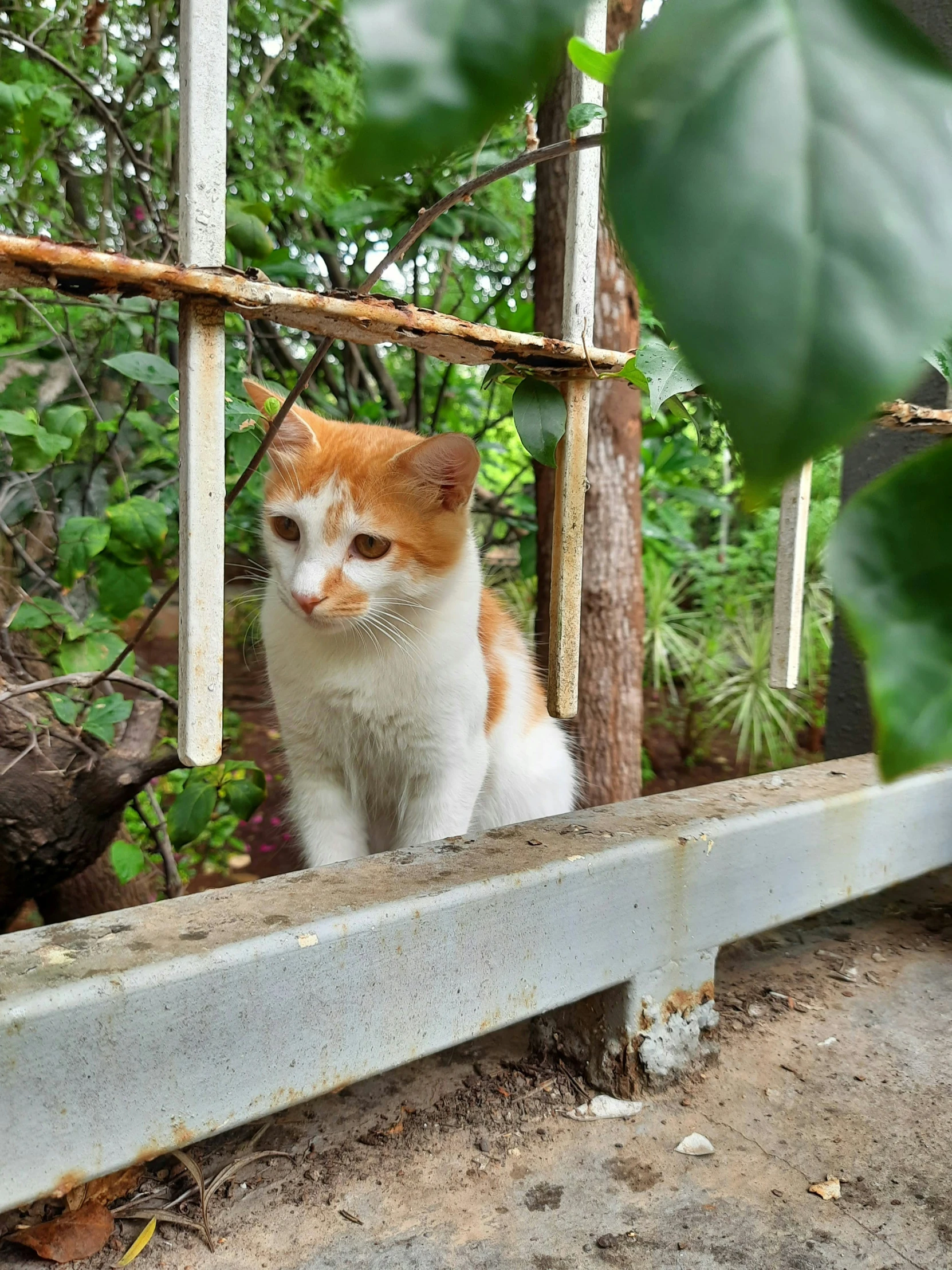 an orange and white cat sitting on top of a metal beam