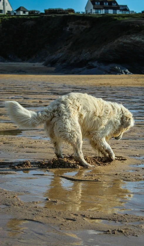 a white dog playing in the sand on a beach