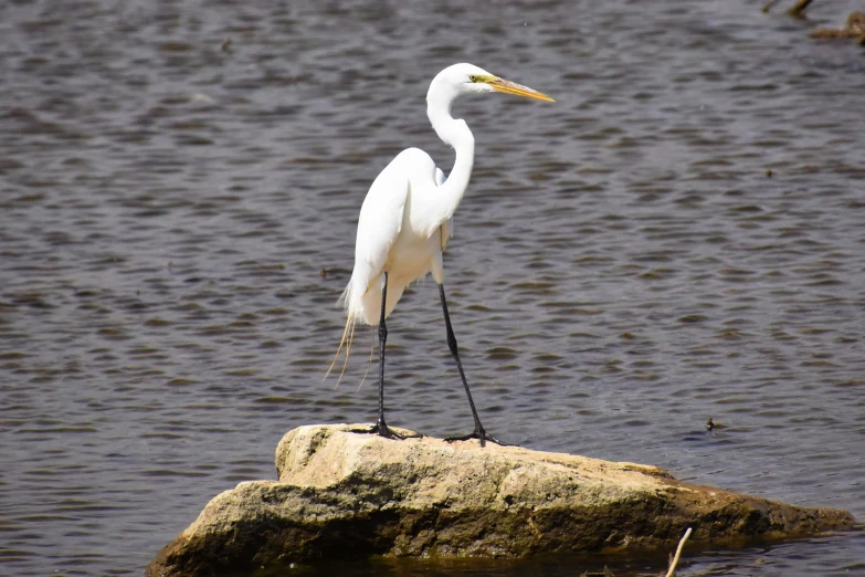 an egret sits on the rock by the water