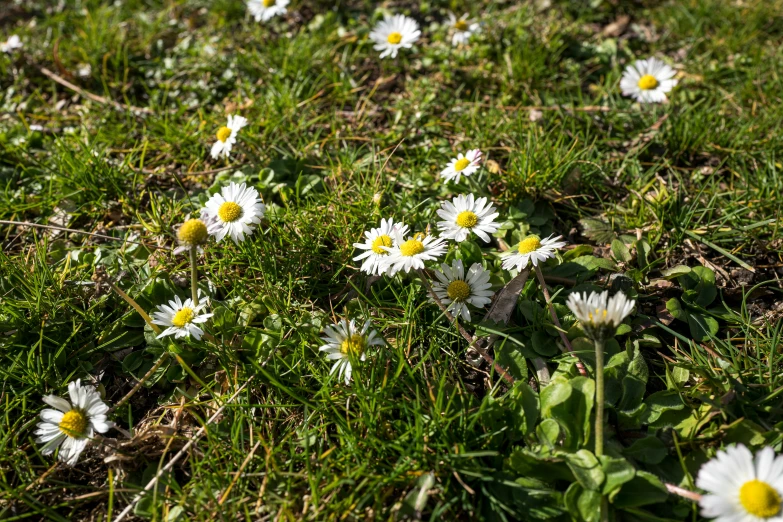 small daisy flowers grow in the grass