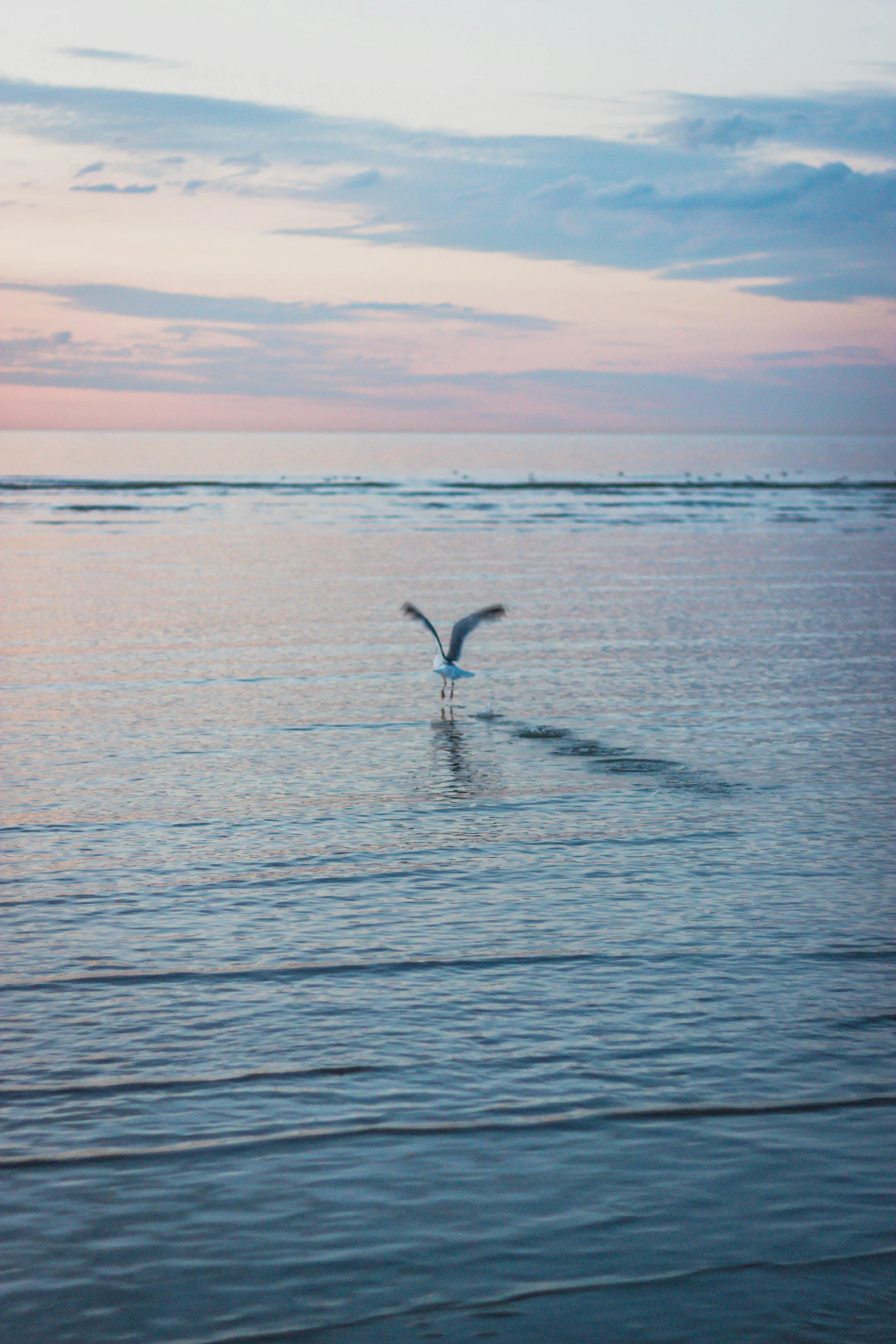 a bird flying over the ocean at sunset