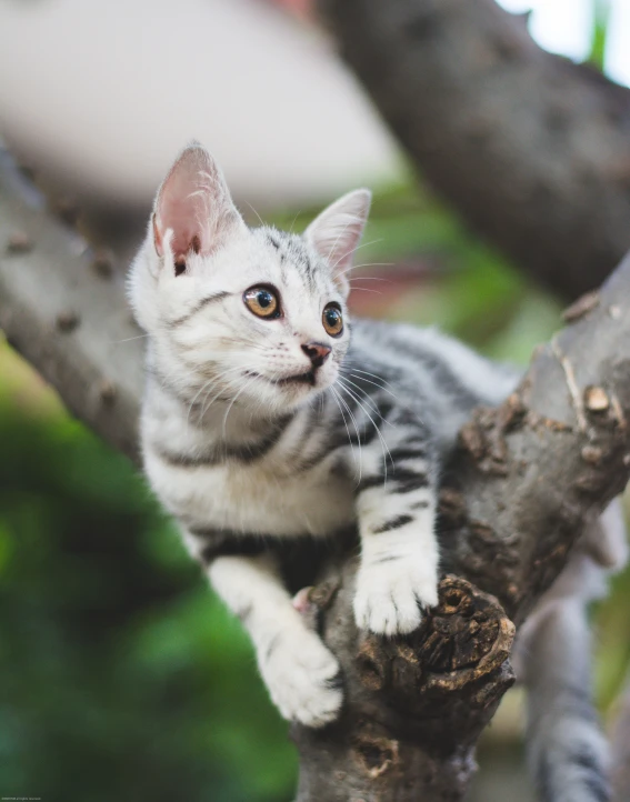 a kitten sitting on the nch of a tree