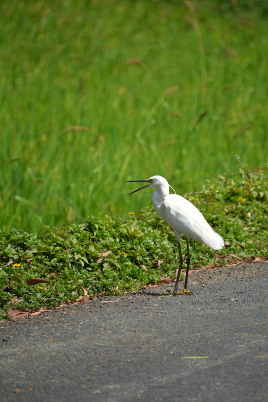 white bird on sidewalk next to green grass