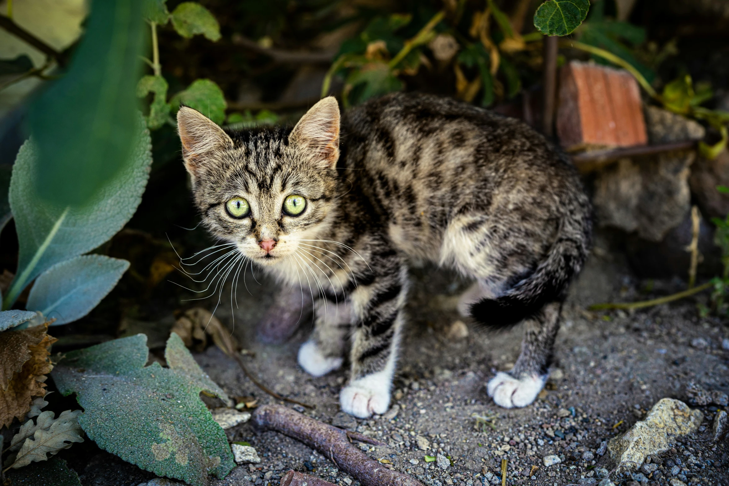 a kitten standing on top of a dirty ground next to leaves