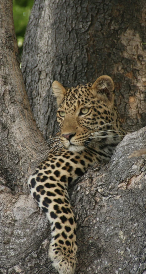 the small leopard is relaxing on the tree nch