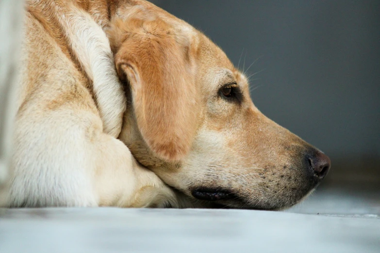 dog sleeping on the floor next to a white wall