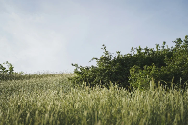 the view from behind a field with trees