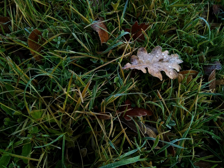 a single leaf sitting on top of grass
