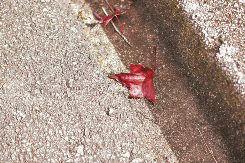 a broken red leaf sitting on the ground next to grass