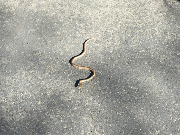 a snake crawling in the road and on the ground